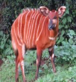 Bright-eyes-mountain-bongo