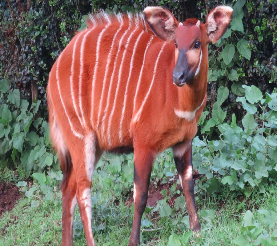 Bright-eyes-mountain-bongo