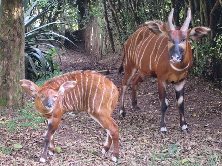 Back-From-the-Brink-Mountain-Bongo