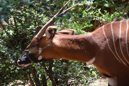 Ragati-Chehe-Forest-Conservation