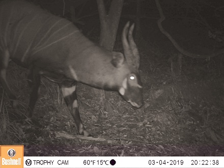 The-elusive-antelope