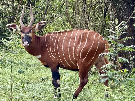 Restoring-Mountain-Bongo-Populations
