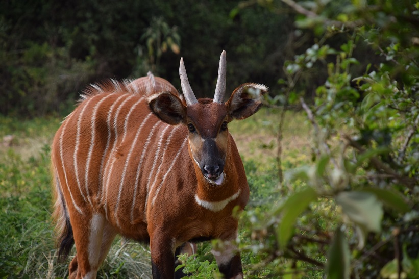 mountain-bongo watching-you