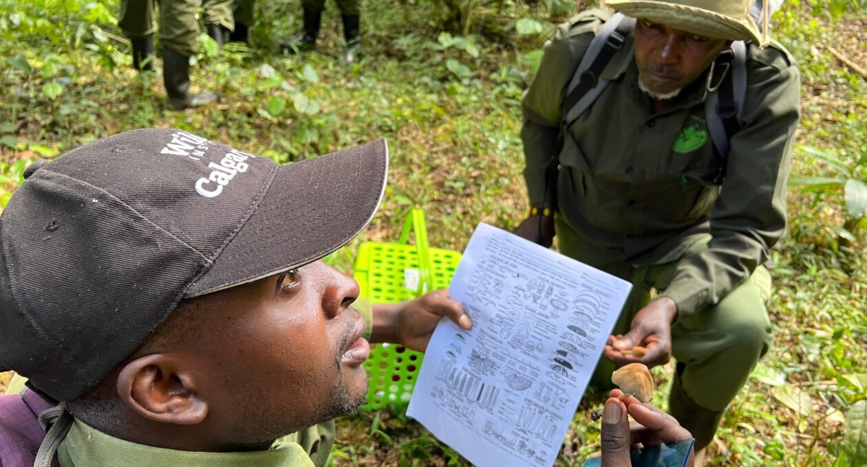 mountain-bongo-conservation-scouts