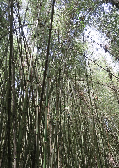 Where-are-mountain-bongos-found