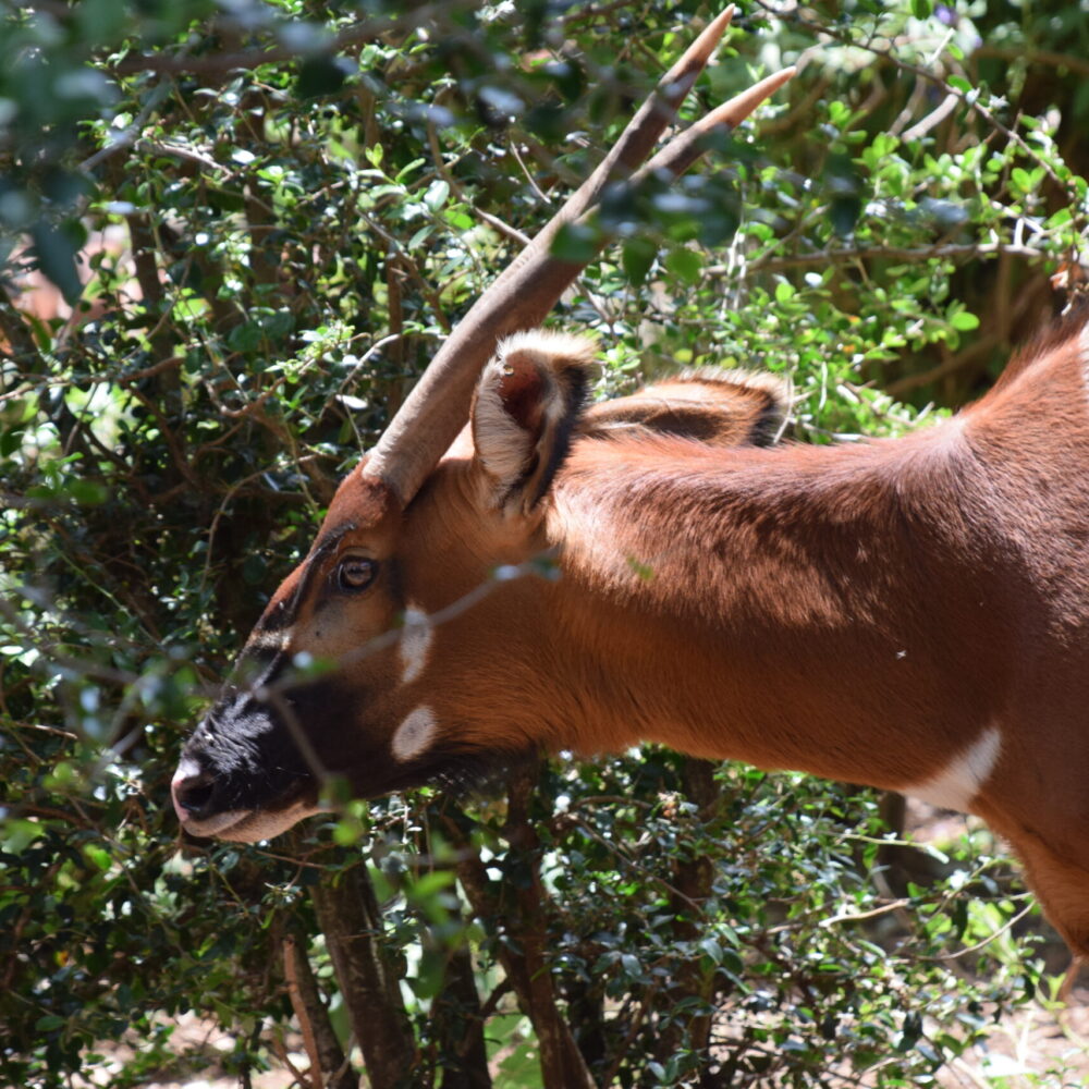 mountain-bongo-in-the-montane-forests-of-Kenya