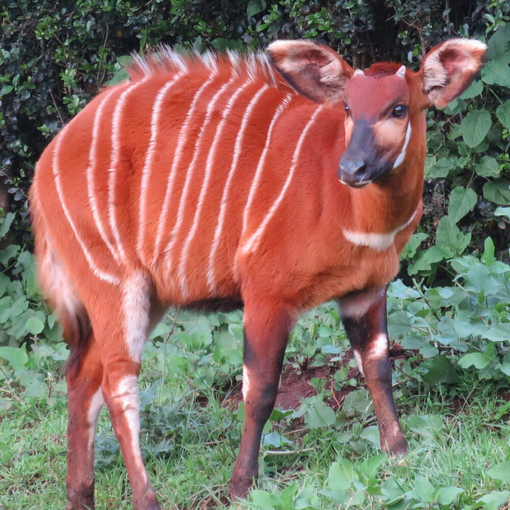 Bright-eyes-mountain-bongo