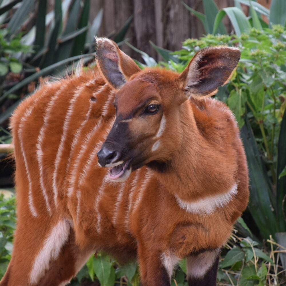 munching-on-grass-mountain-bongo