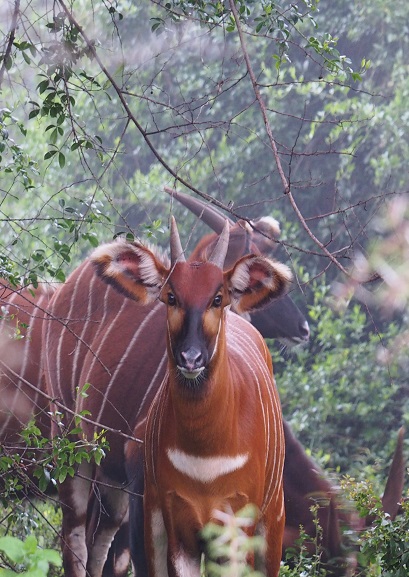 Why protect the mountain bongo?