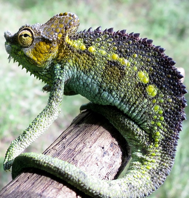 Habitat Protection - Ragati & Chehe Forests