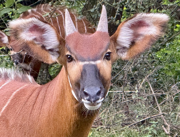 mountain-bongo-conservation-trust