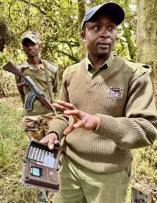 Collaborating for mountain bongo conservation