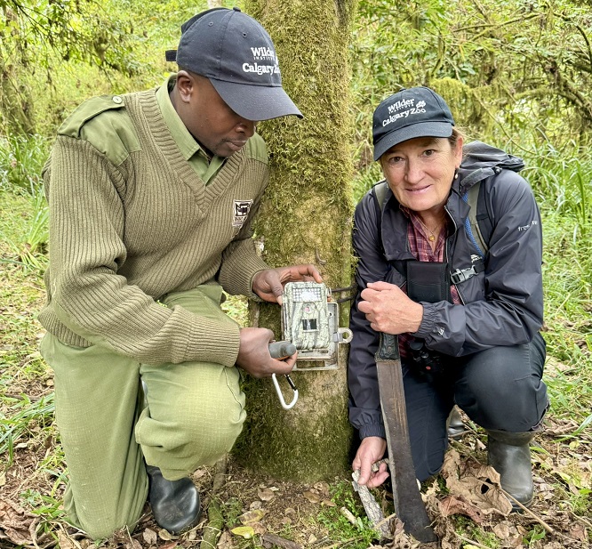 mountain-bongo-camera-trapping