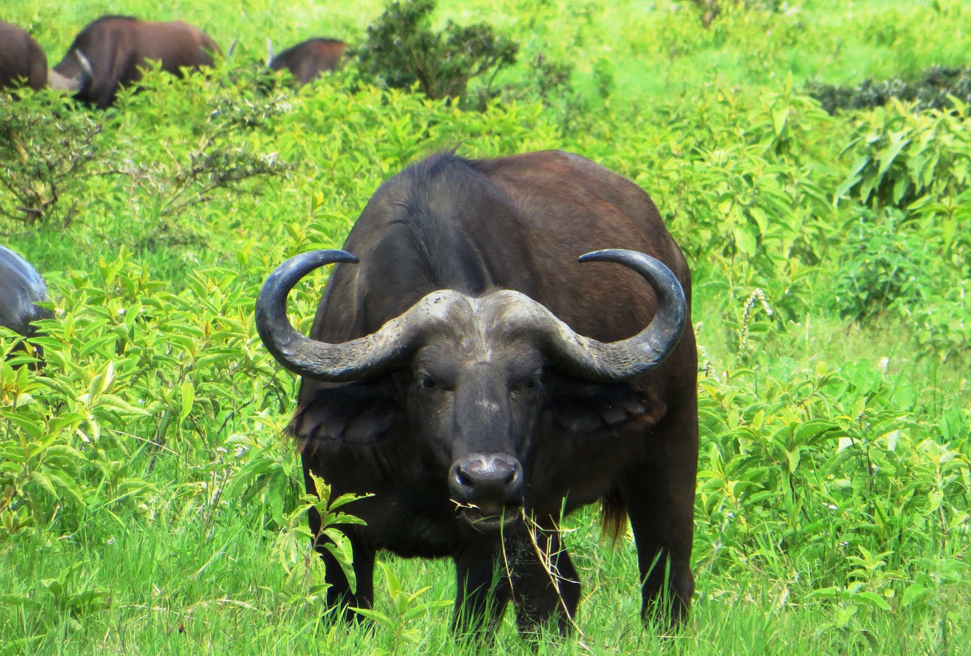Buffaloes at Ragati and Chehe