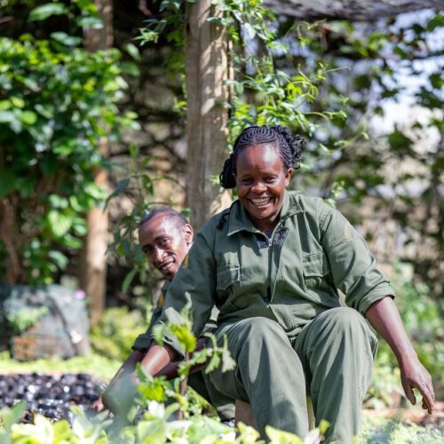 forest conservation Robin Around Kenya photos